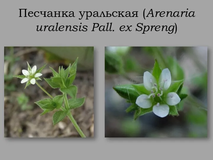 Песчанка уральская (Arenaria uralensis Pall. ex Spreng)