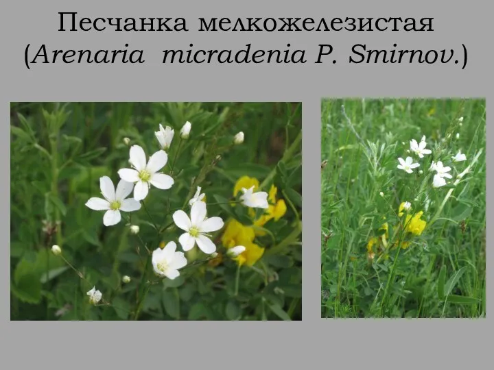 Песчанка мелкожелезистая (Arenaria micradenia P. Smirnov.)
