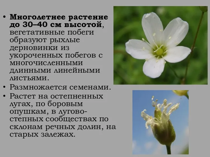 Многолетнее растение до 30–40 см высотой, вегетативные побеги образуют рыхлые