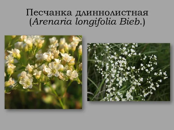 Песчанка длиннолистная (Arenaria longifolia Bieb.)