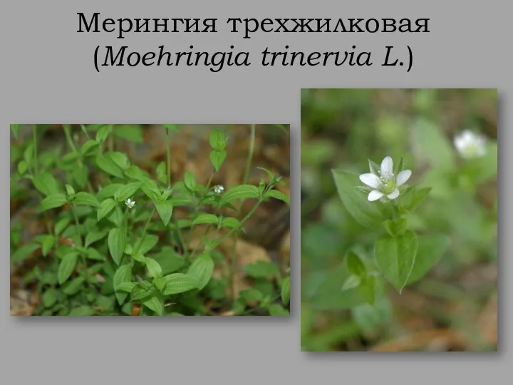 Мерингия трехжилковая (Moehringia trinervia L.)