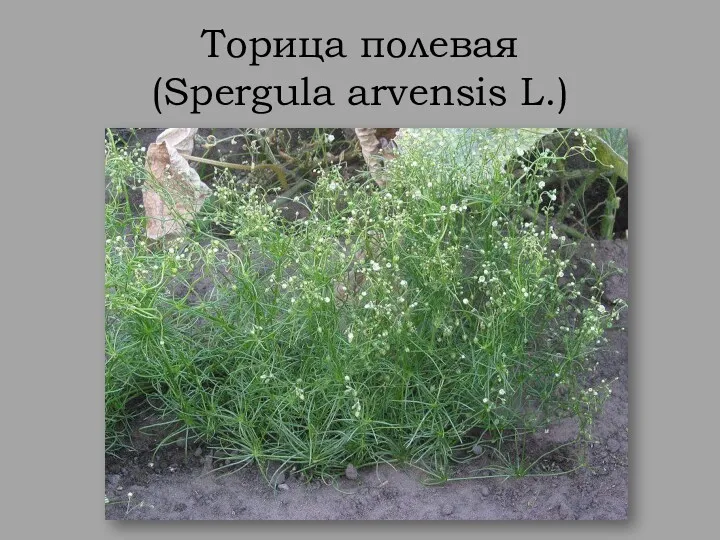 Торица полевая (Spergula arvensis L.)