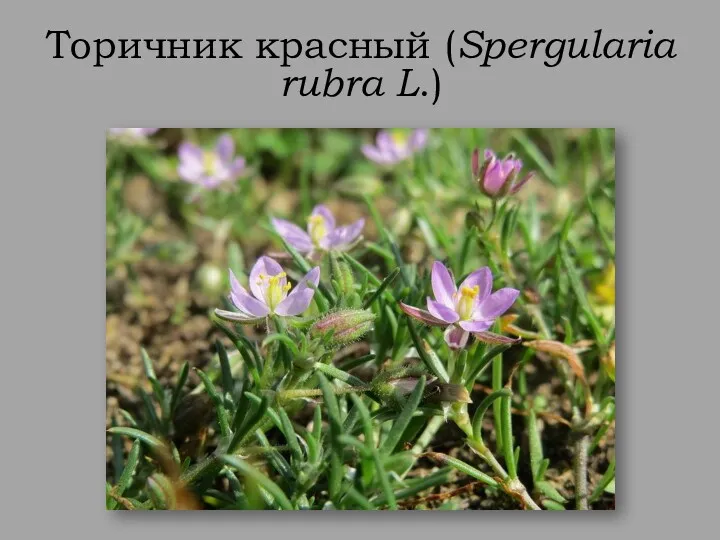 Торичник красный (Spergularia rubra L.)