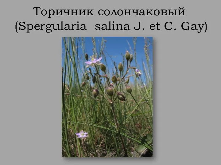 Торичник солончаковый (Spergularia salina J. et C. Gay)