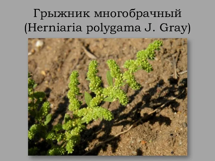 Грыжник многобрачный (Herniaria polygama J. Gray)