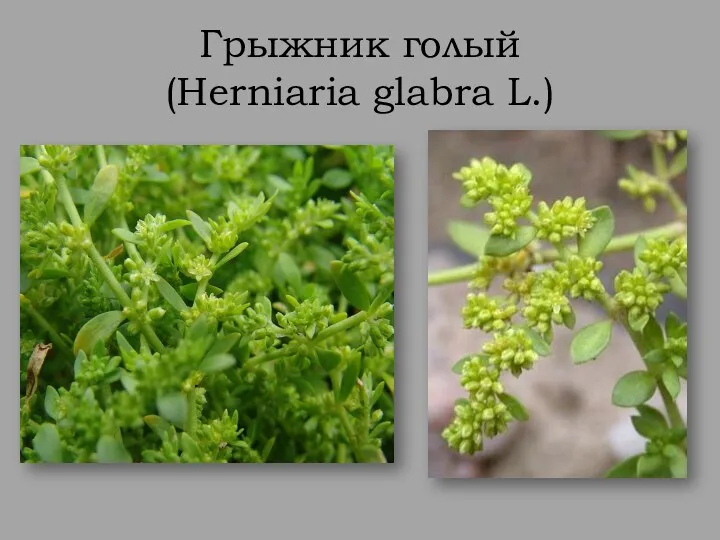 Грыжник голый (Herniaria glabra L.)