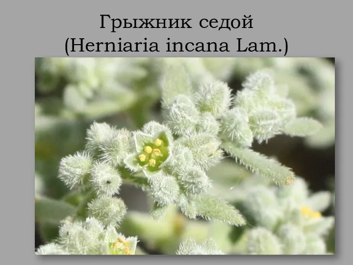 Грыжник седой (Herniaria incana Lam.)