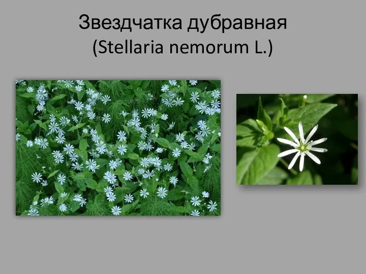 Звездчатка дубравная (Stellaria nemorum L.)
