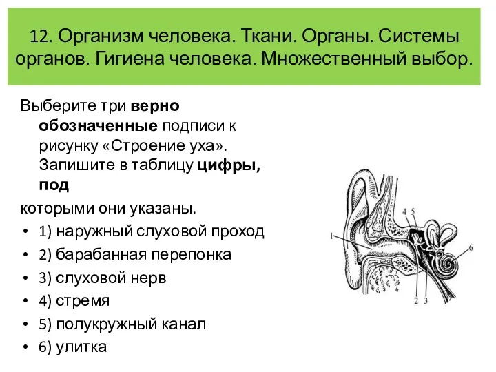 Выберите три верно обозначенные подписи к рисунку «Строение уха». Запишите
