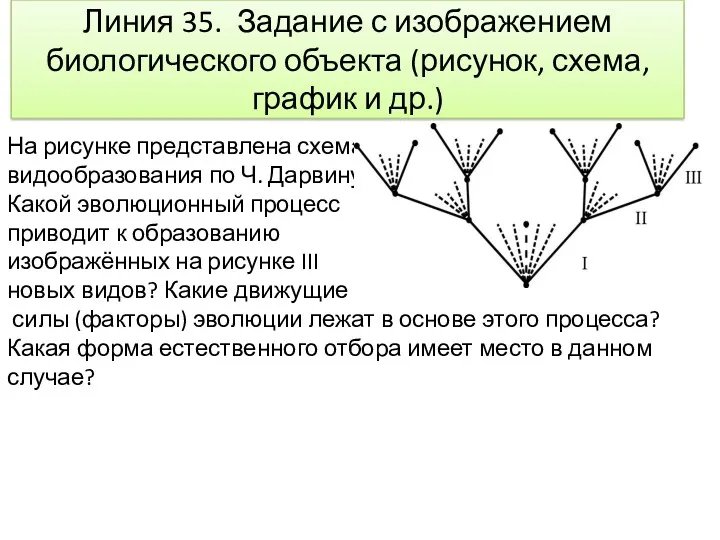 Линия 35. Задание с изображением биологического объекта (рисунок, схема, график