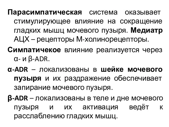 Парасимпатическая система оказывает стимулирующее влияние на сокращение гладких мышц мочевого