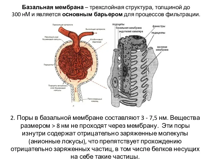 Базальная мембрана – трехслойная структура, толщиной до 300 нМ и