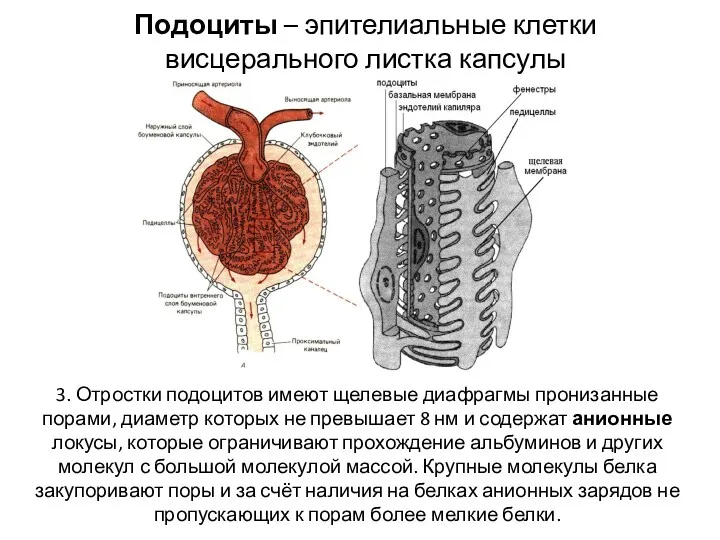 Подоциты – эпителиальные клетки висцерального листка капсулы 3. Отростки подоцитов