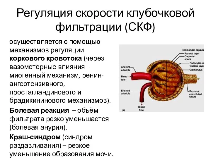 Регуляция скорости клубочковой фильтрации (СКФ) осуществляется с помощью механизмов регуляции