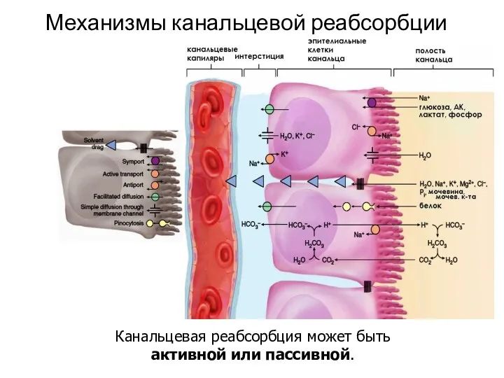 Механизмы канальцевой реабсорбции Канальцевая реабсорбция может быть активной или пассивной.