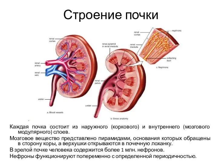 Строение почки Каждая почка состоит из наружного (коркового) и внутреннего