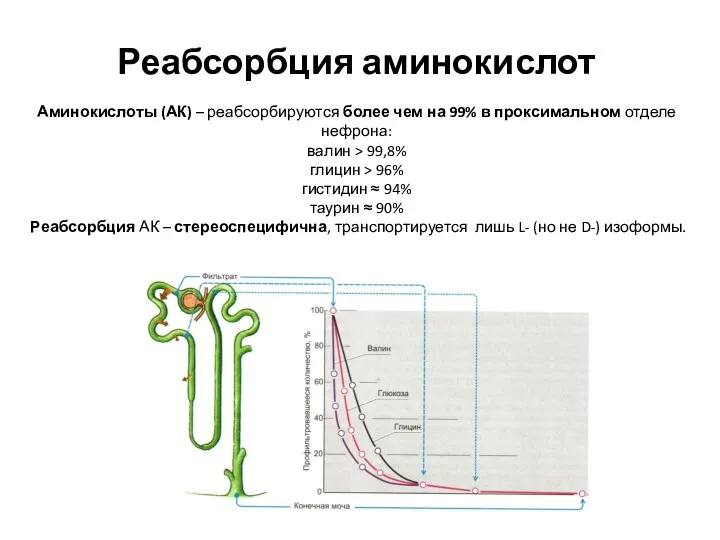 Реабсорбция аминокислот Аминокислоты (АК) – реабсорбируются более чем на 99%