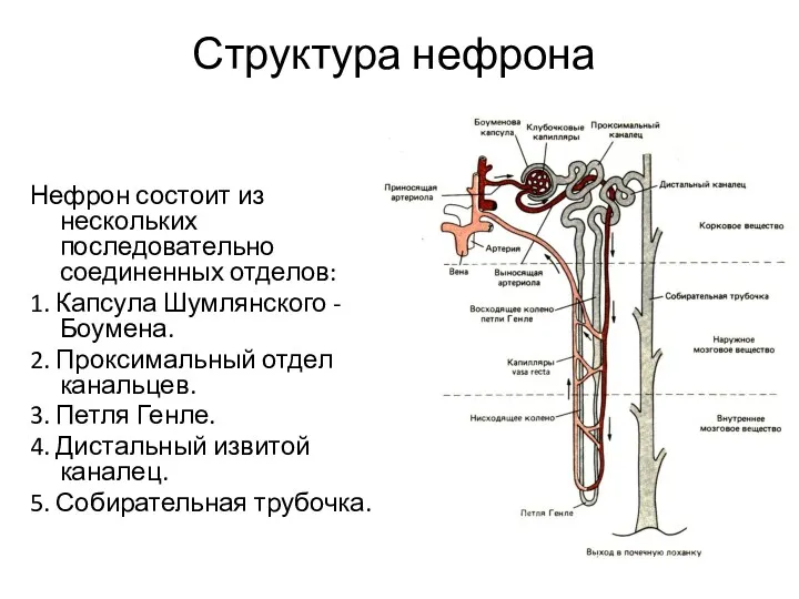 Структура нефрона Нефрон состоит из нескольких последовательно соединенных отделов: 1.