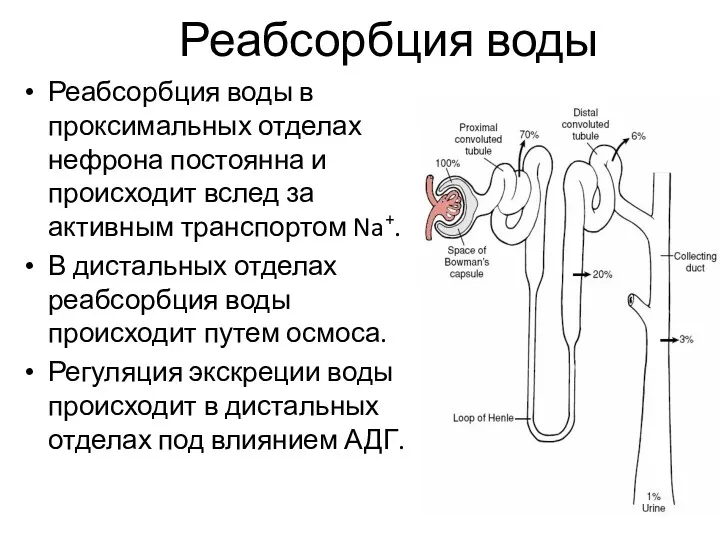 Реабсорбция воды Реабсорбция воды в проксимальных отделах нефрона постоянна и