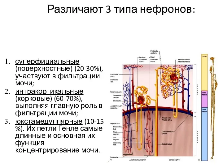 Различают 3 типа нефронов: суперфициальные (поверхностные) (20-30%), участвуют в фильтрации