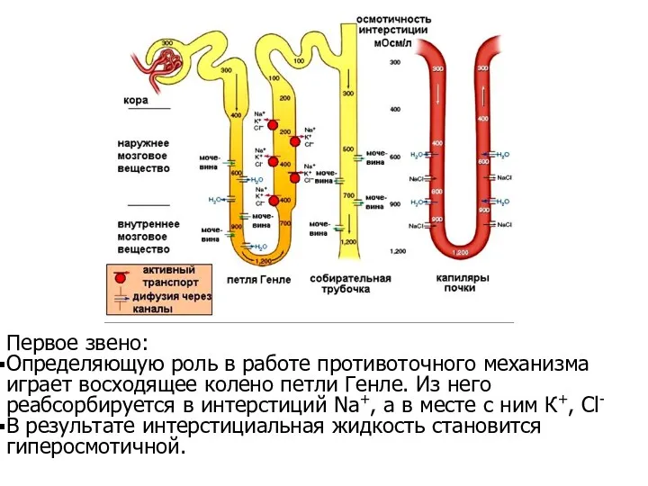 Первое звено: Определяющую роль в работе противоточного механизма играет восходящее