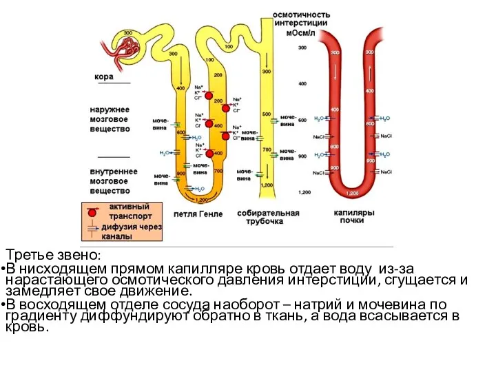 Третье звено: В нисходящем прямом капилляре кровь отдает воду из-за