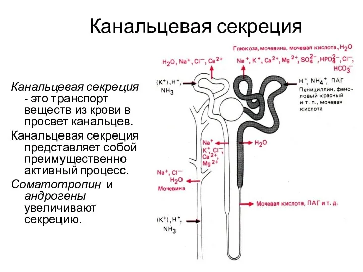 Канальцевая секреция Канальцевая секреция - это транспорт веществ из крови