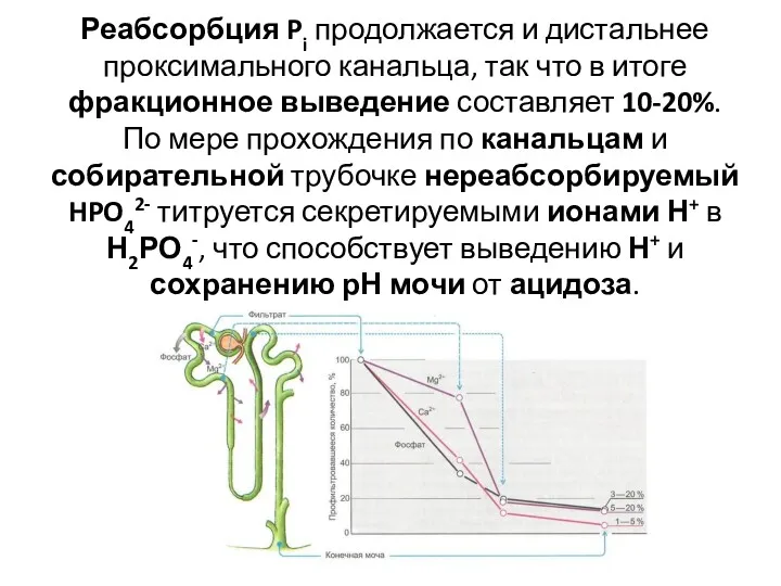 Реабсорбция Pi продолжается и дистальнее проксимального канальца, так что в