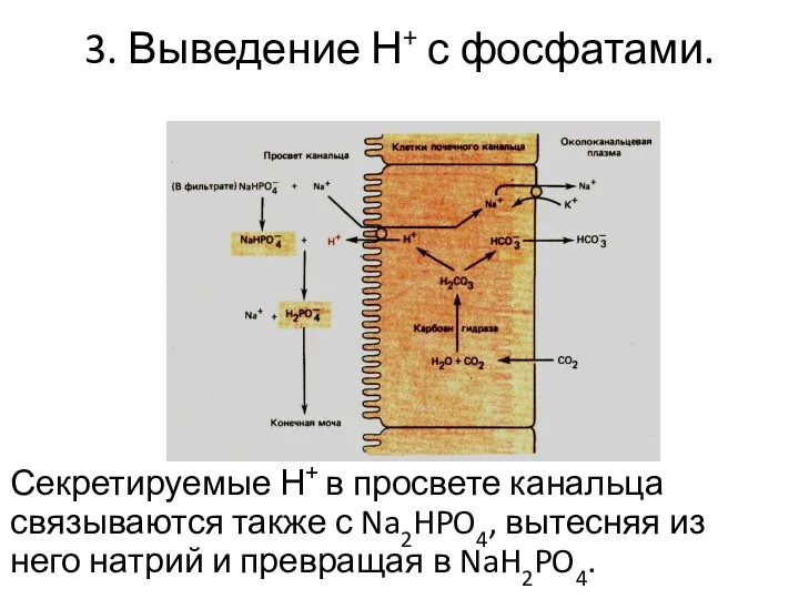 3. Выведение Н+ с фосфатами. Секретируемые Н+ в просвете канальца