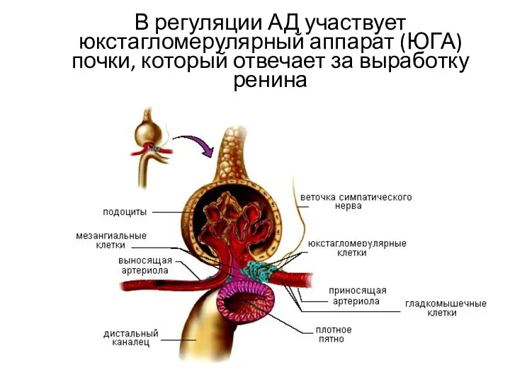 В регуляции АД участвует юкстагломерулярный аппарат (ЮГА) почки, который отвечает за выработку ренина