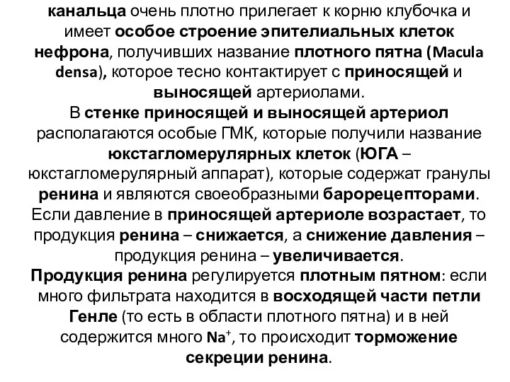 Часть начального отдела дистального извитого канальца очень плотно прилегает к