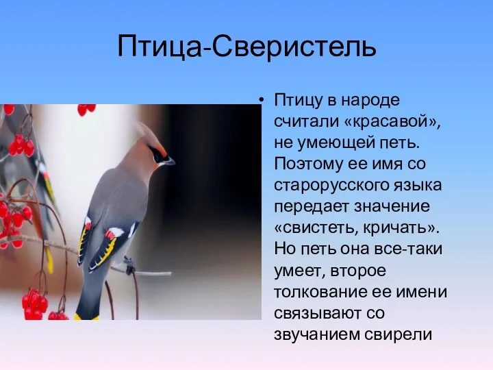 Птица-Сверистель Птицу в народе считали «красавой», не умеющей петь. Поэтому