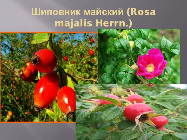 Шиповник майский (Rosa majalis Herrn.)
