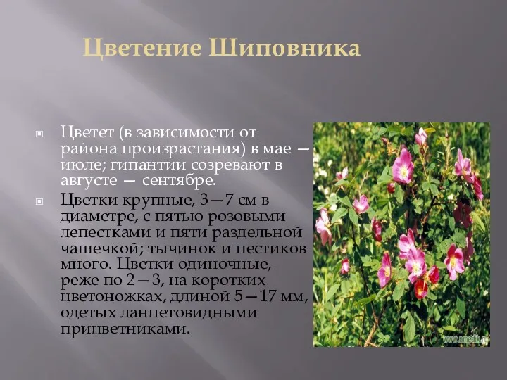 Цветение Шиповника Цветет (в зависимости от района произрастания) в мае — июле; гипантии