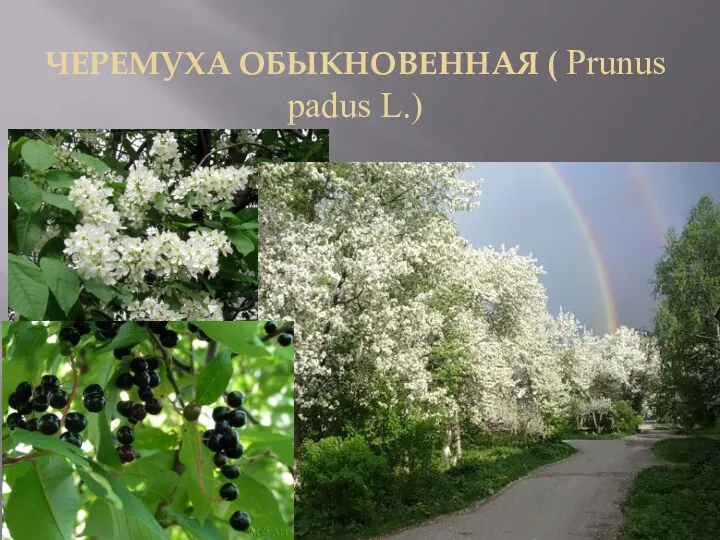 ЧЕРЕМУХА ОБЫКНОВЕННАЯ ( Prunus padus L.)