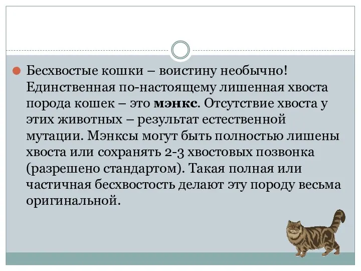 Бесхвостые кошки – воистину необычно! Единственная по-настоящему лишенная хвоста порода