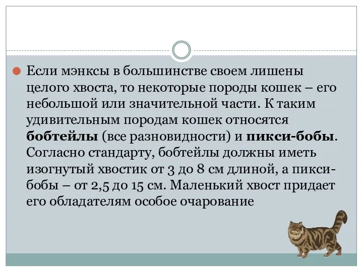 Если мэнксы в большинстве своем лишены целого хвоста, то некоторые