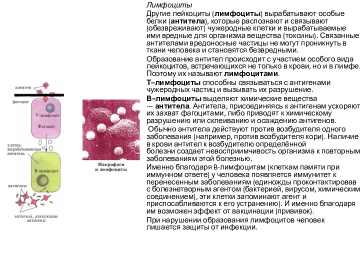 Лимфоциты Другие лейкоциты (лимфоциты) вырабатывают особые белки (антитела), которые распознают