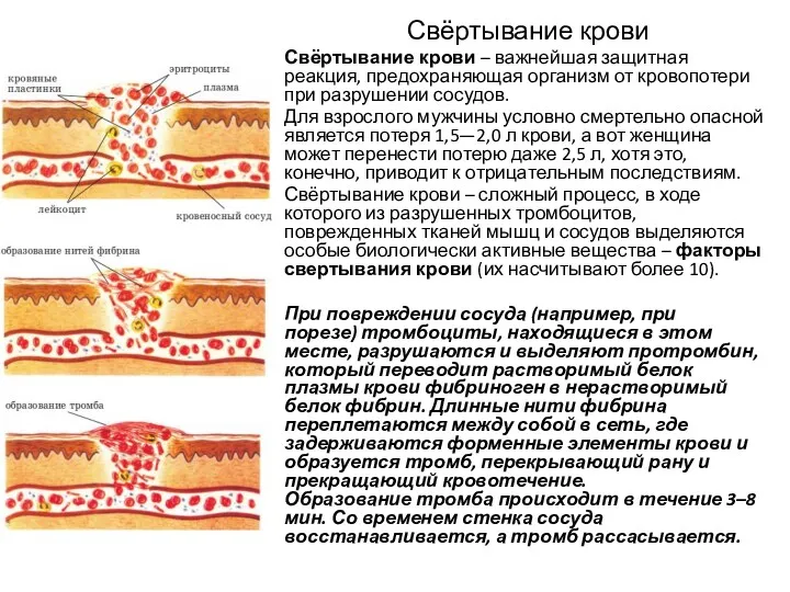 Свёртывание крови Свёртывание крови – важнейшая защитная реакция, предохраняющая организм