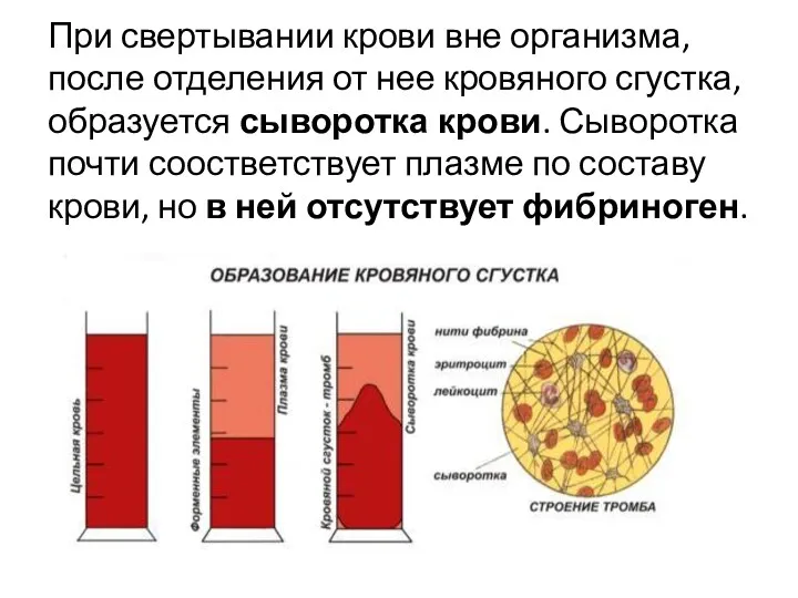 При свертывании крови вне организма, после отделения от нее кровяного