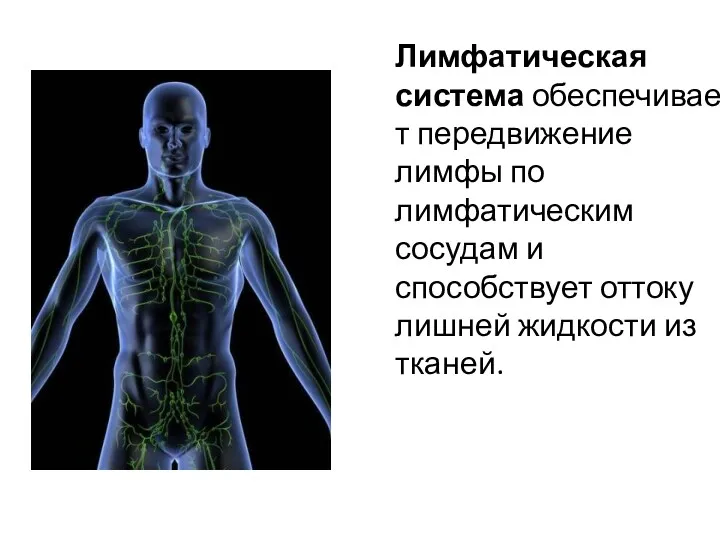 Лимфатическая система обеспечивает передвижение лимфы по лимфатическим сосудам и способствует оттоку лишней жидкости из тканей.