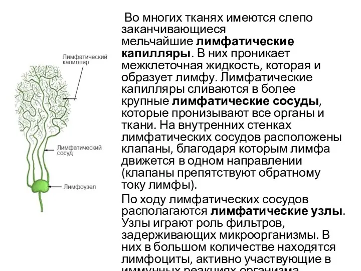 Во многих тканях имеются слепо заканчивающиеся мельчайшие лимфатические капилляры. В