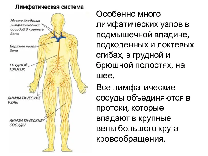 Особенно много лимфатических узлов в подмышечной впадине, подколенных и локтевых