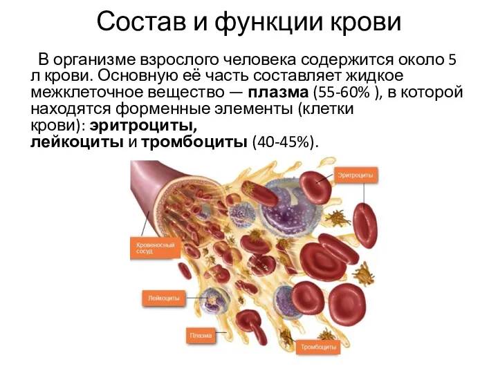 Состав и функции крови В организме взрослого человека содержится около