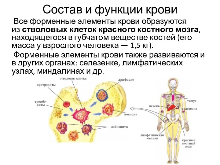 Состав и функции крови Все форменные элементы крови образуются из