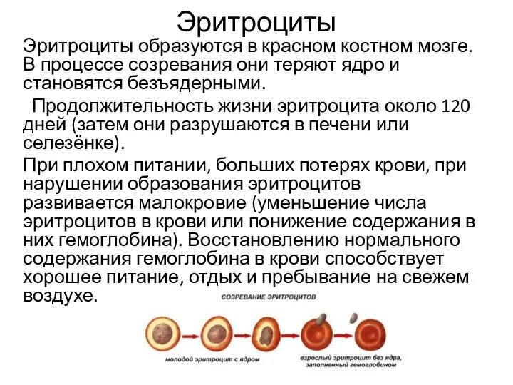 Эритроциты Эритроциты образуются в красном костном мозге. В процессе созревания