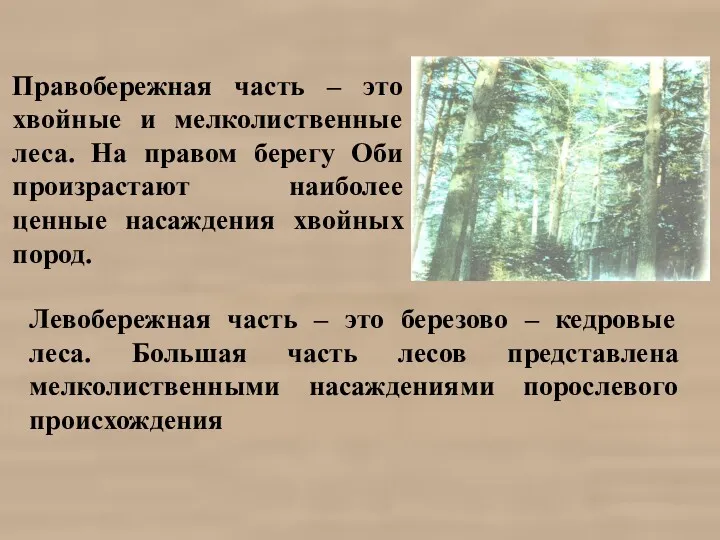 Правобережная часть – это хвойные и мелколиственные леса. На правом