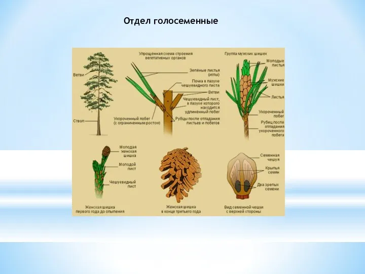 Отдел голосеменные