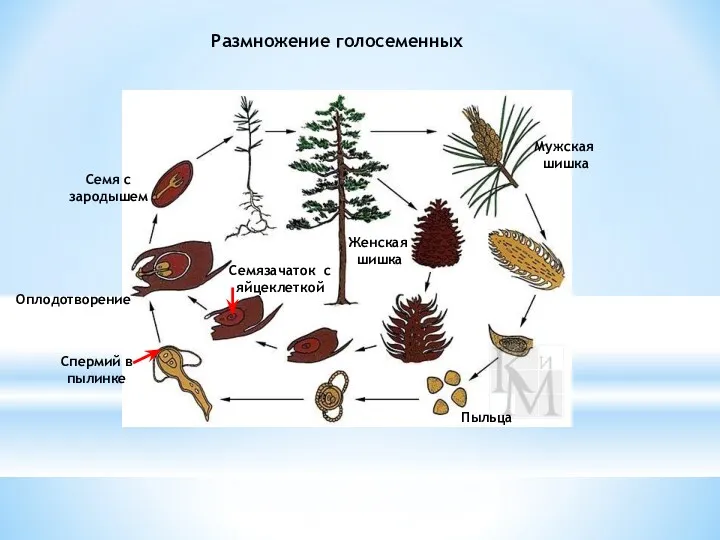 Размножение голосеменных Мужская шишка Женская шишка Пыльца Семязачаток с яйцеклеткой Оплодотворение Спермий в