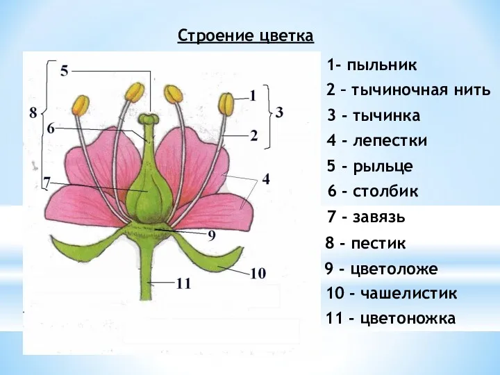 Строение цветка 1- пыльник 2 – тычиночная нить 4 -